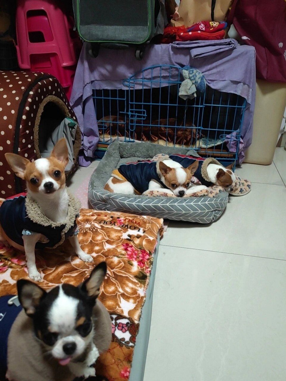 新生的超小体吉娃娃 小吉娃快生宝宝啦!