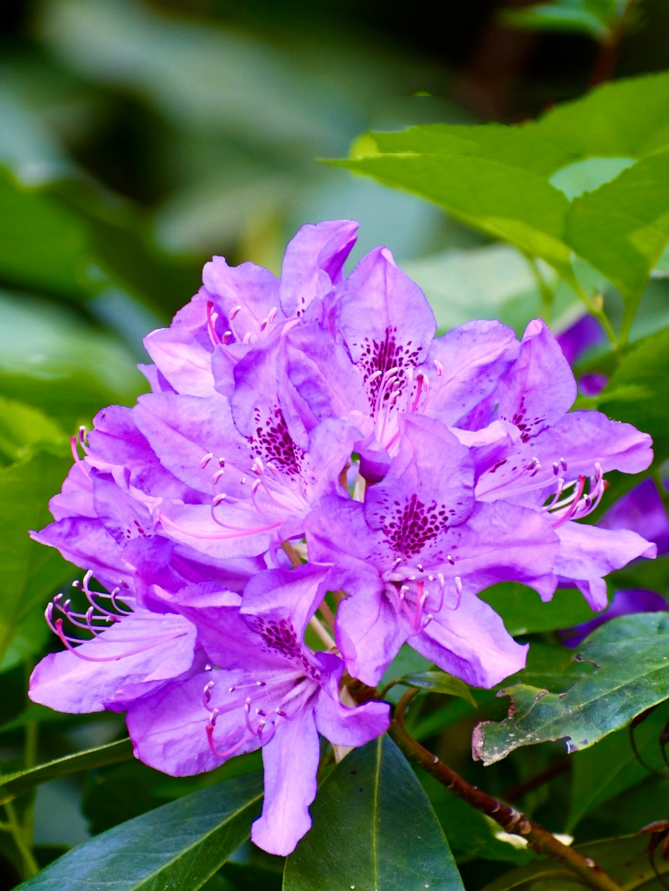 高山杜鹃～美丽的紫色 杜鹃的品种和色彩真是太丰富啦.