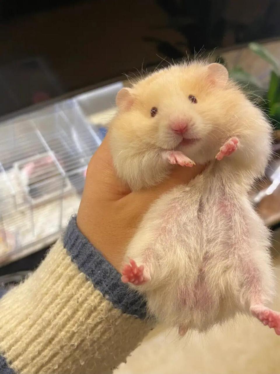 【食性】:杂食性 	 【形态特征】:是啮齿目仓鼠科仓鼠属的哺乳动物