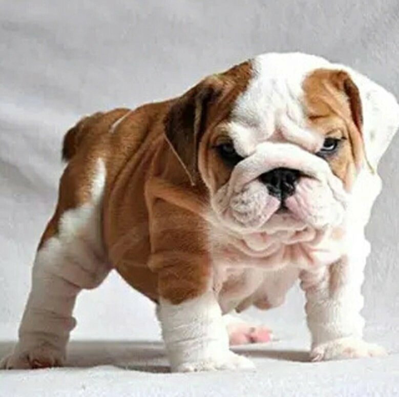 纯种英国斗牛犬 纯种英国斗牛犬黄白英牛幼犬活体虎斑英斗幼崽白色