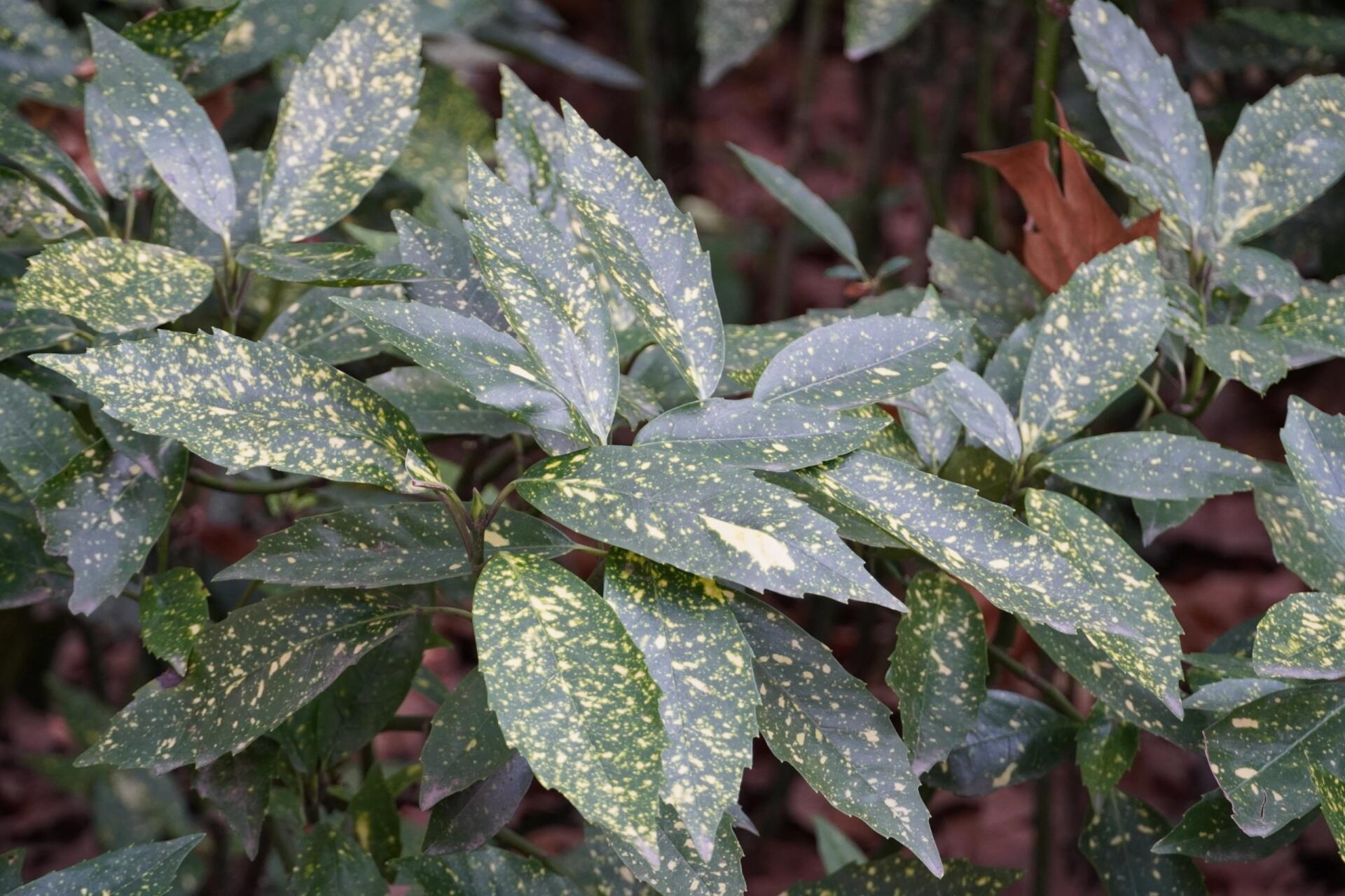 花叶青木〔104〕 基本信息 拉丁名: aucuba japonica var.