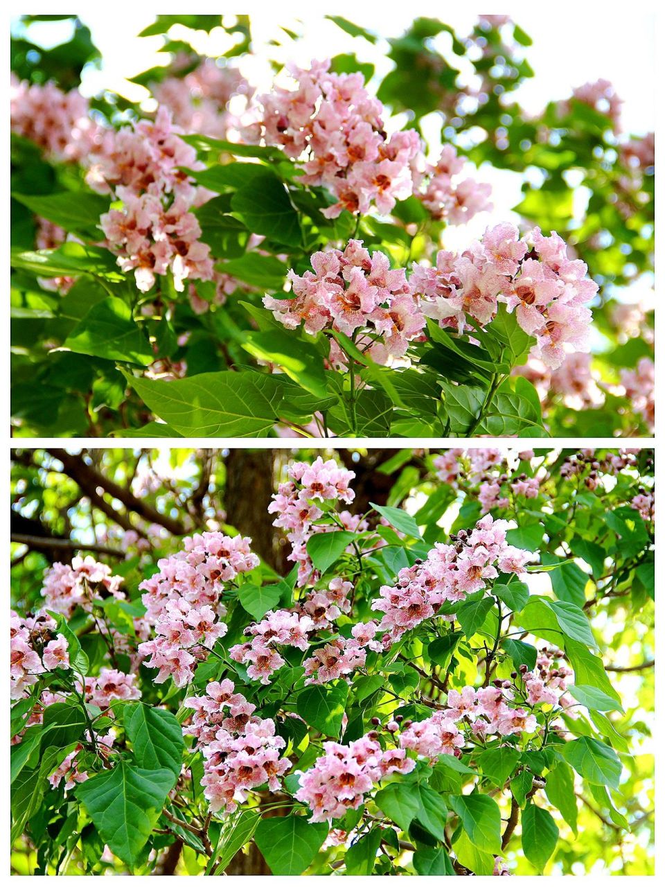 开花的树-古楸 楸:别名楸树,木王,紫葳科小乔木,高8-12米.