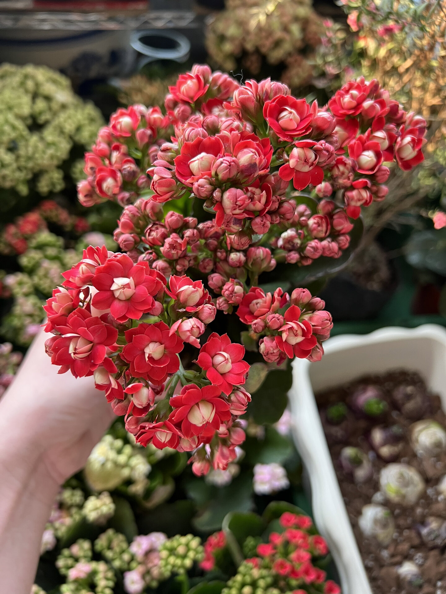长寿花红石榴 正红色大花 #长寿花