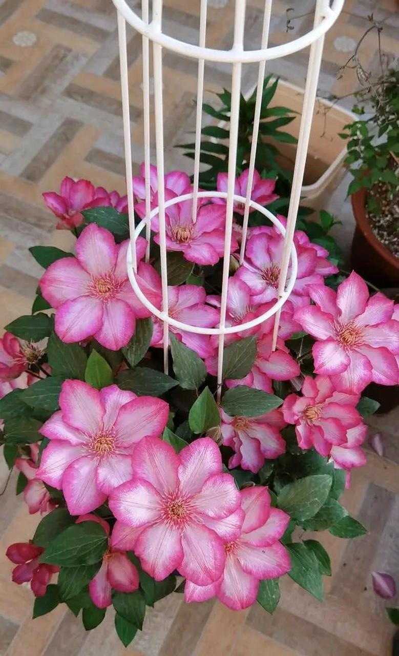 又美又仙又玲珑丰花的"解放"铁线莲 "解放",也叫"自由.