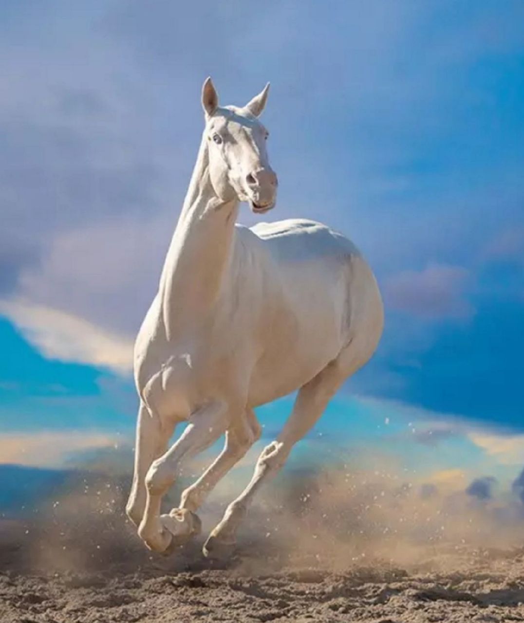 其中汗血马是最纯的马种,阿拉伯马和英国马都有汗血马的血统和基因.