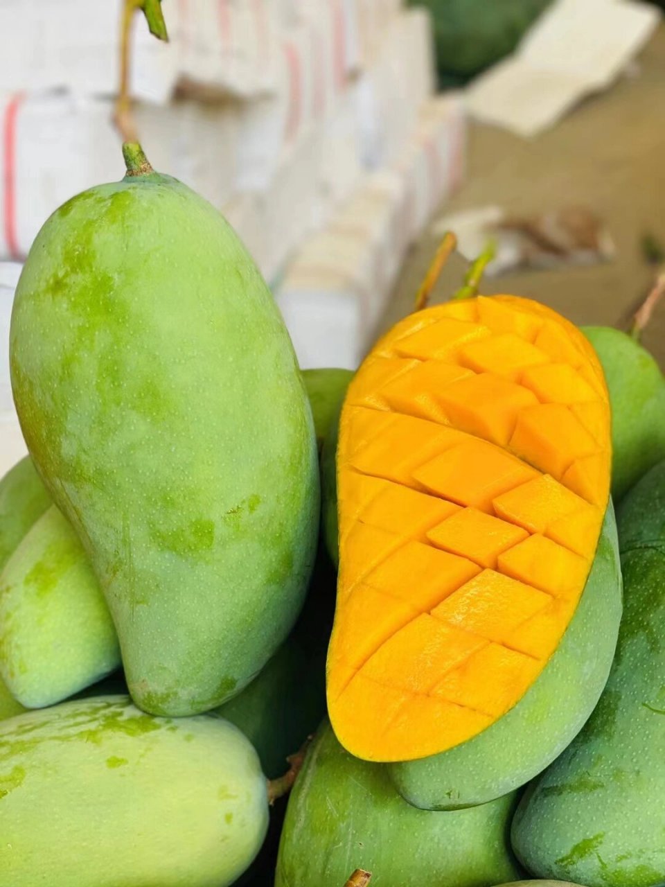 期待已久的攀枝花金煌芒!