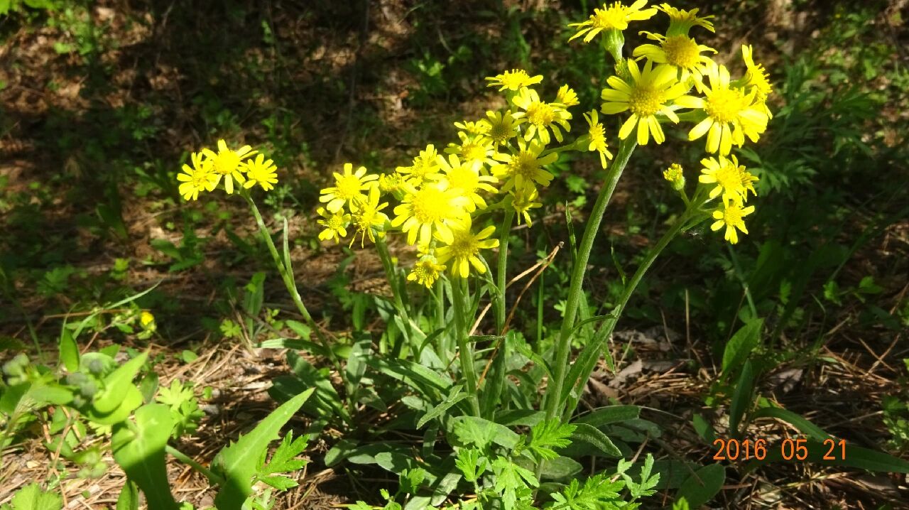 狗舌草,菊科狗舌草属多年生草本植物
