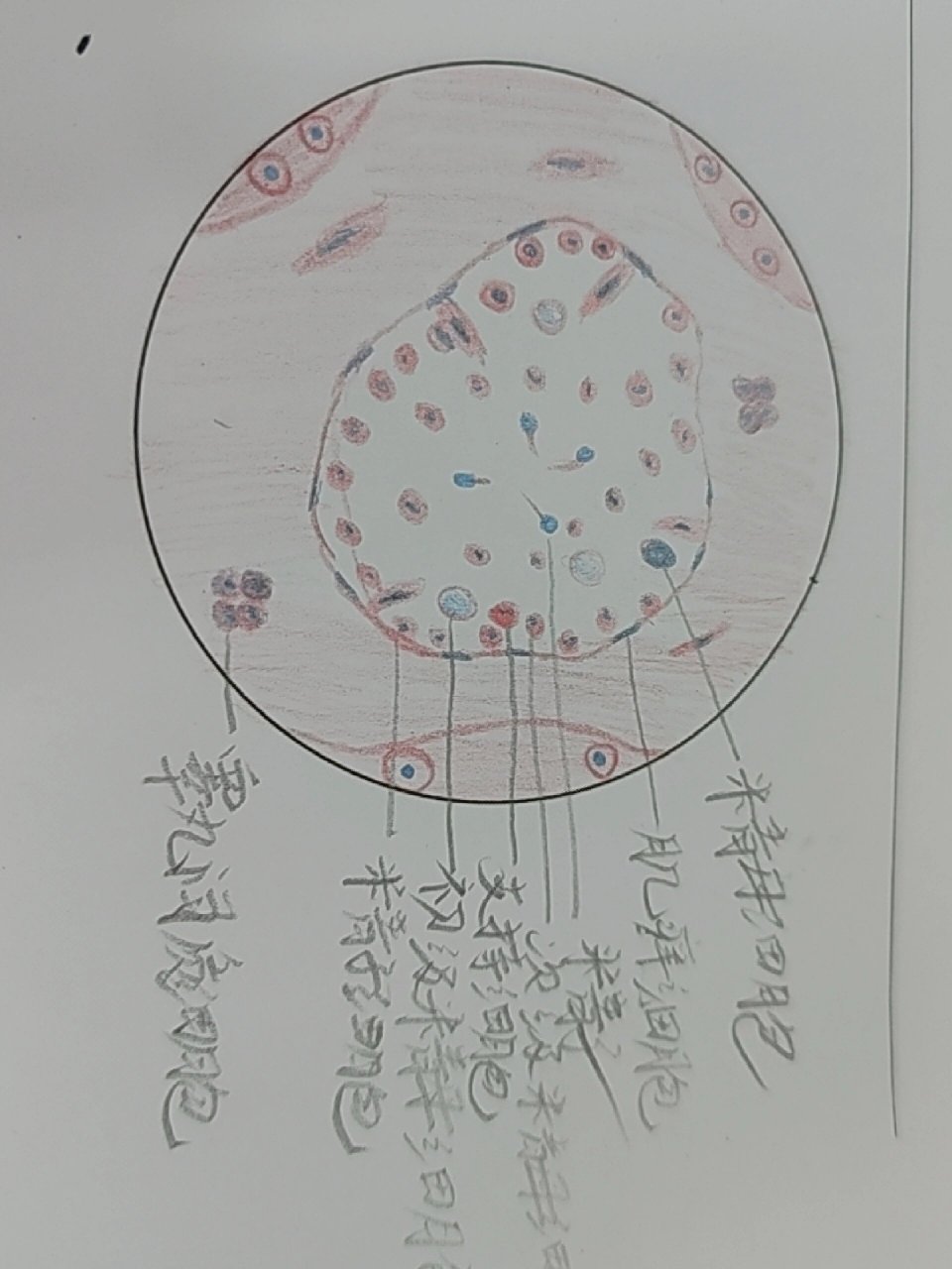 睾丸红蓝铅笔彩绘