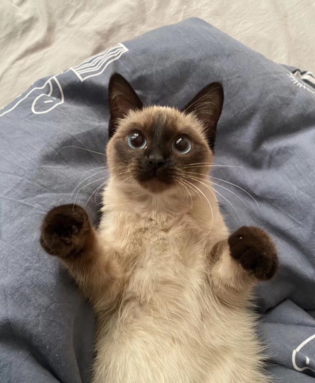 暹罗猫是属于短毛猫,最简单的方法可以从毛发上区别 2 布偶猫要比暹罗