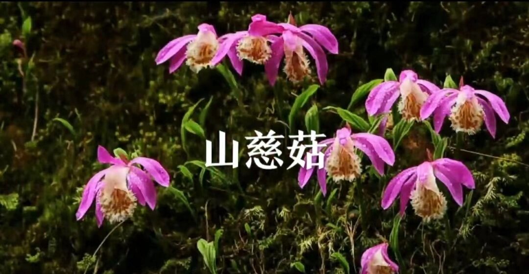 夏洛特山慈菇图片