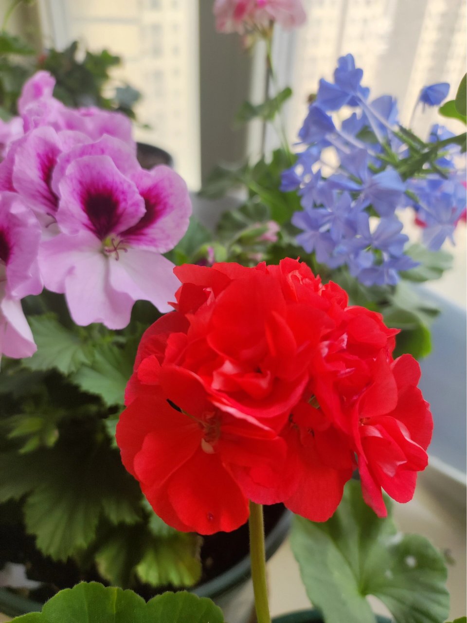 直立天竺葵重彩游行  大花球品种,我家这个养了才2个月,收到时只有12