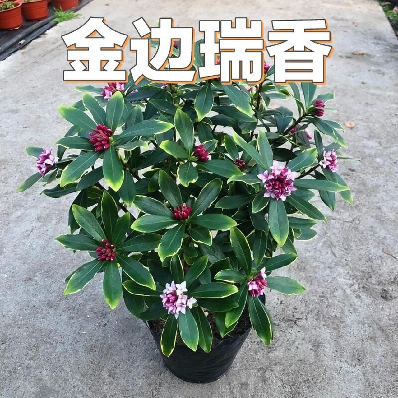 花境植物第114弹——金边瑞香 金边瑞香属瑞香科瑞香属常绿小灌木.