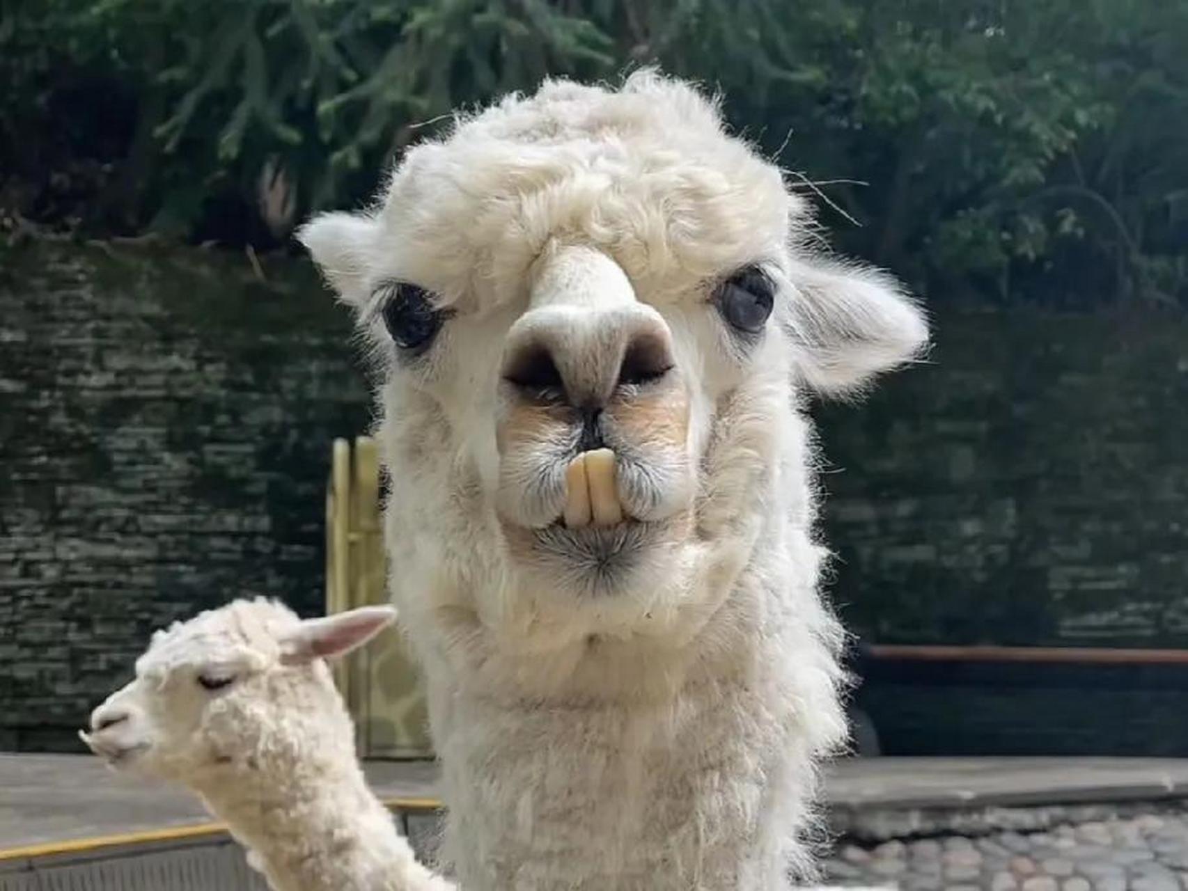 微头条创作计划剪完牙的宝自信多了碧峰峡羊驼