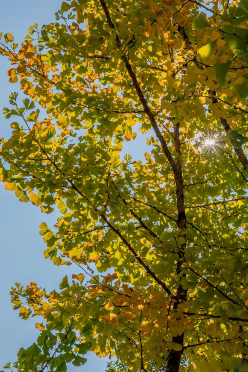 冬天有多美# 【腾冲中和银杏林——近期黄情播报】目前,中和银杏林