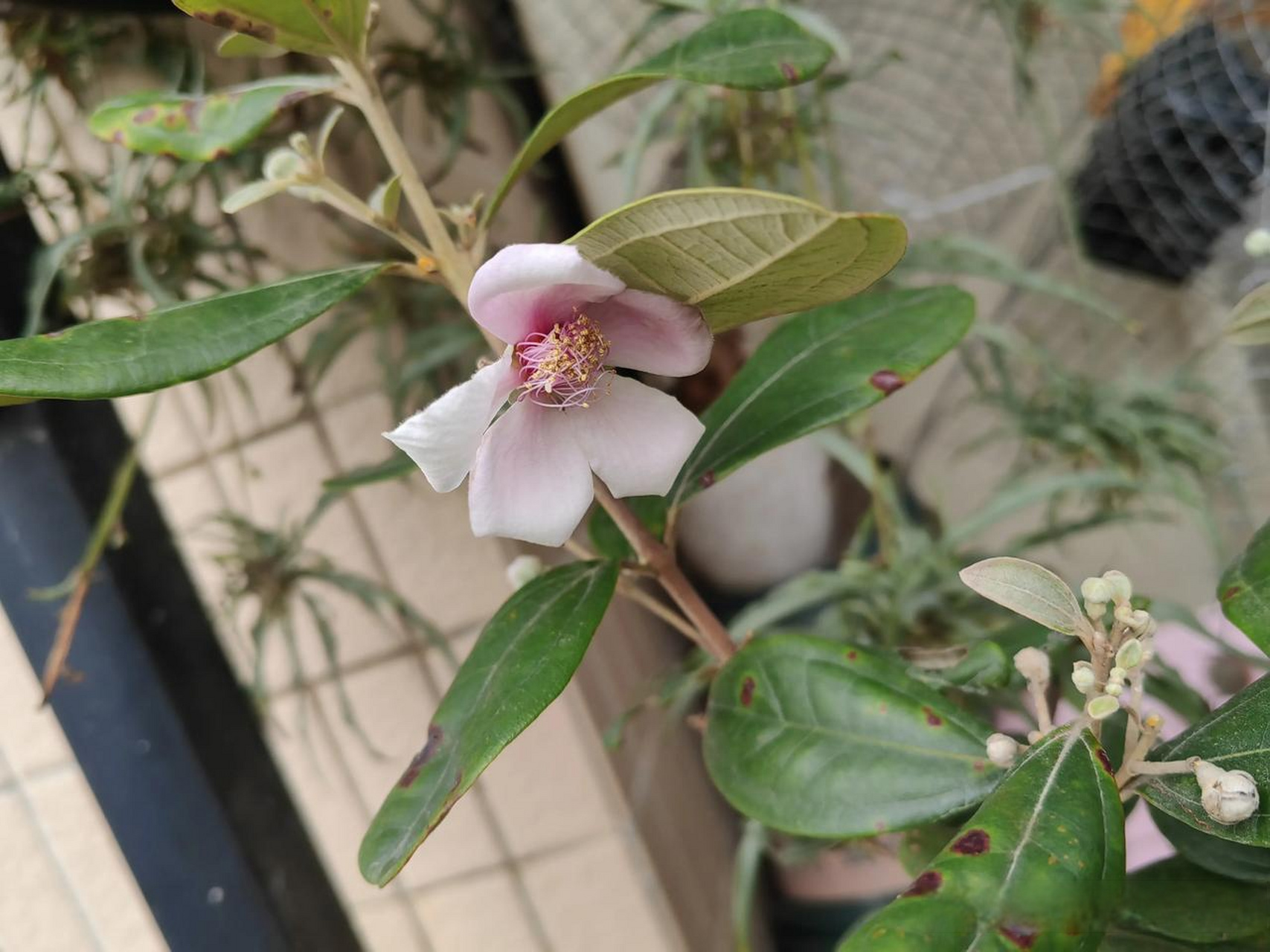 捻子又名桃金娘,属灌木植物,其高可达2米;幼枝密被柔毛;叶对生,椭圆