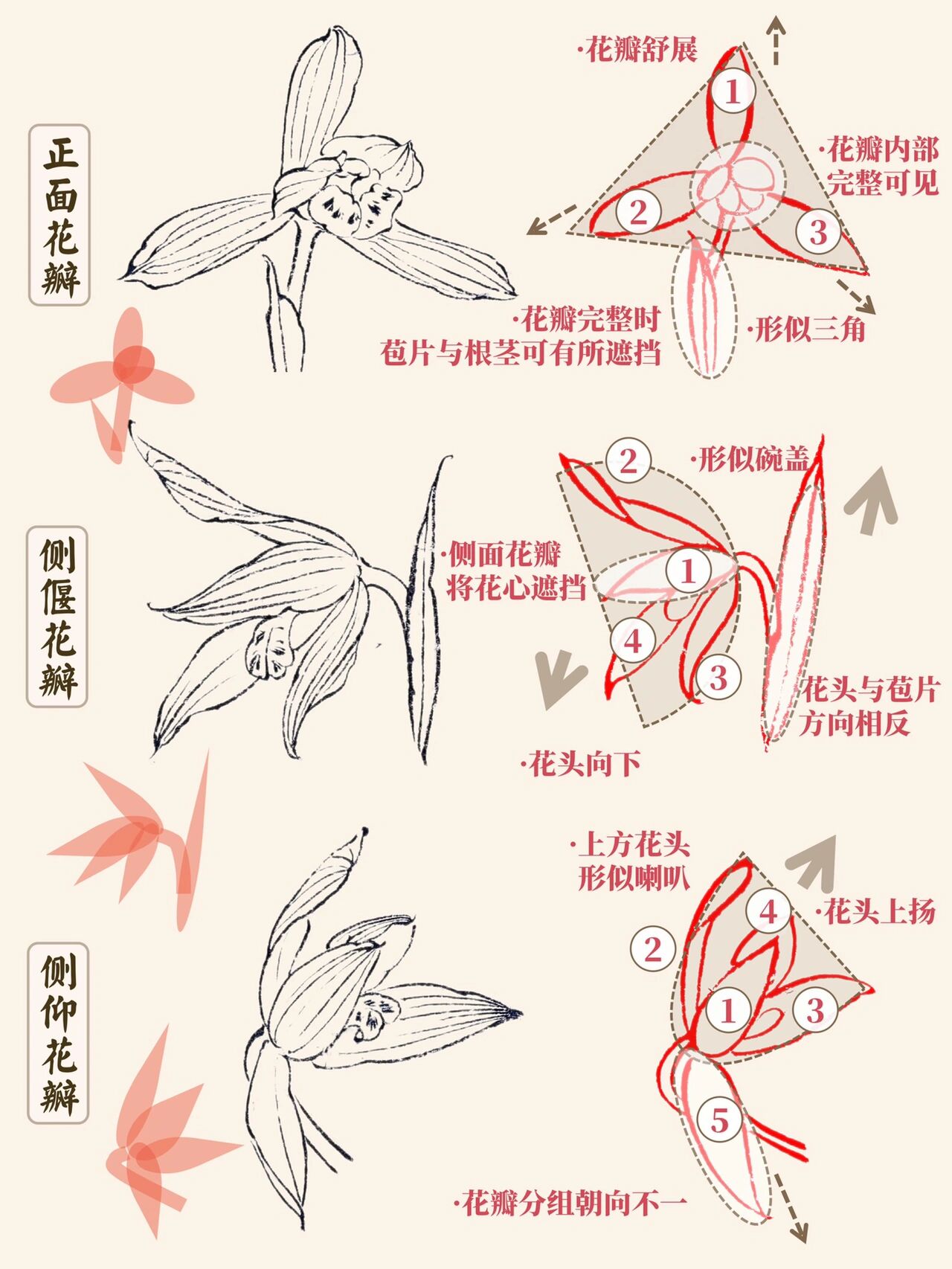 国画入门|7815兰花的必学技巧979种简单画法6015