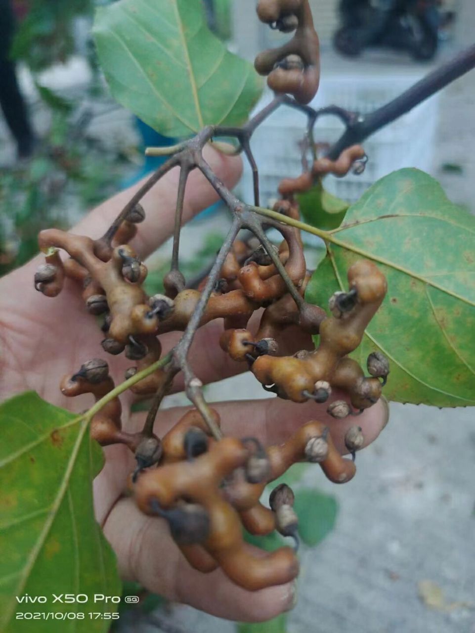 除此之外,拐枣泡酒还具有止咳平喘, 生津止渴的功效,长期咳嗽, 咳痰