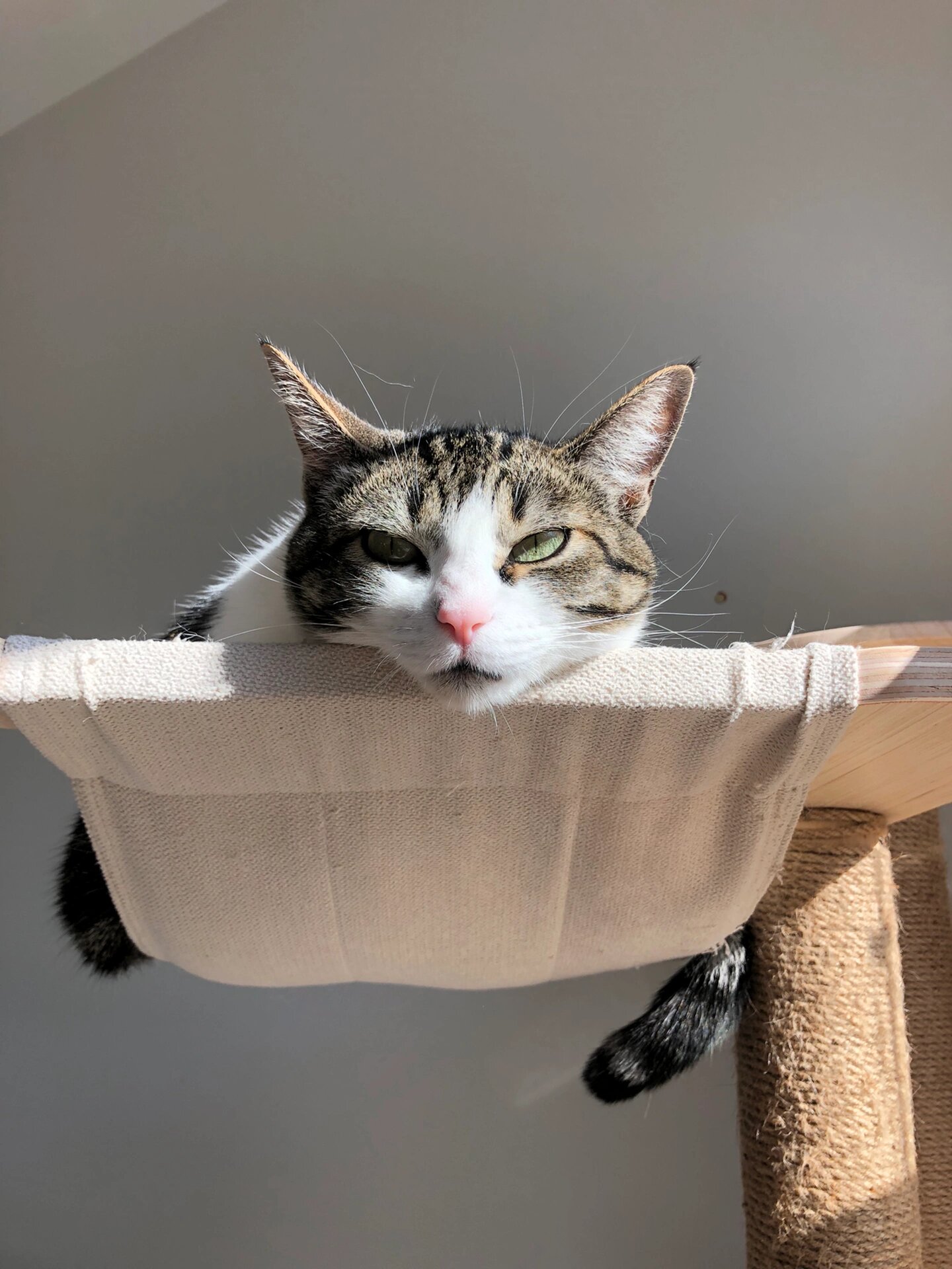 猫咪胡子长到了脸颊上05