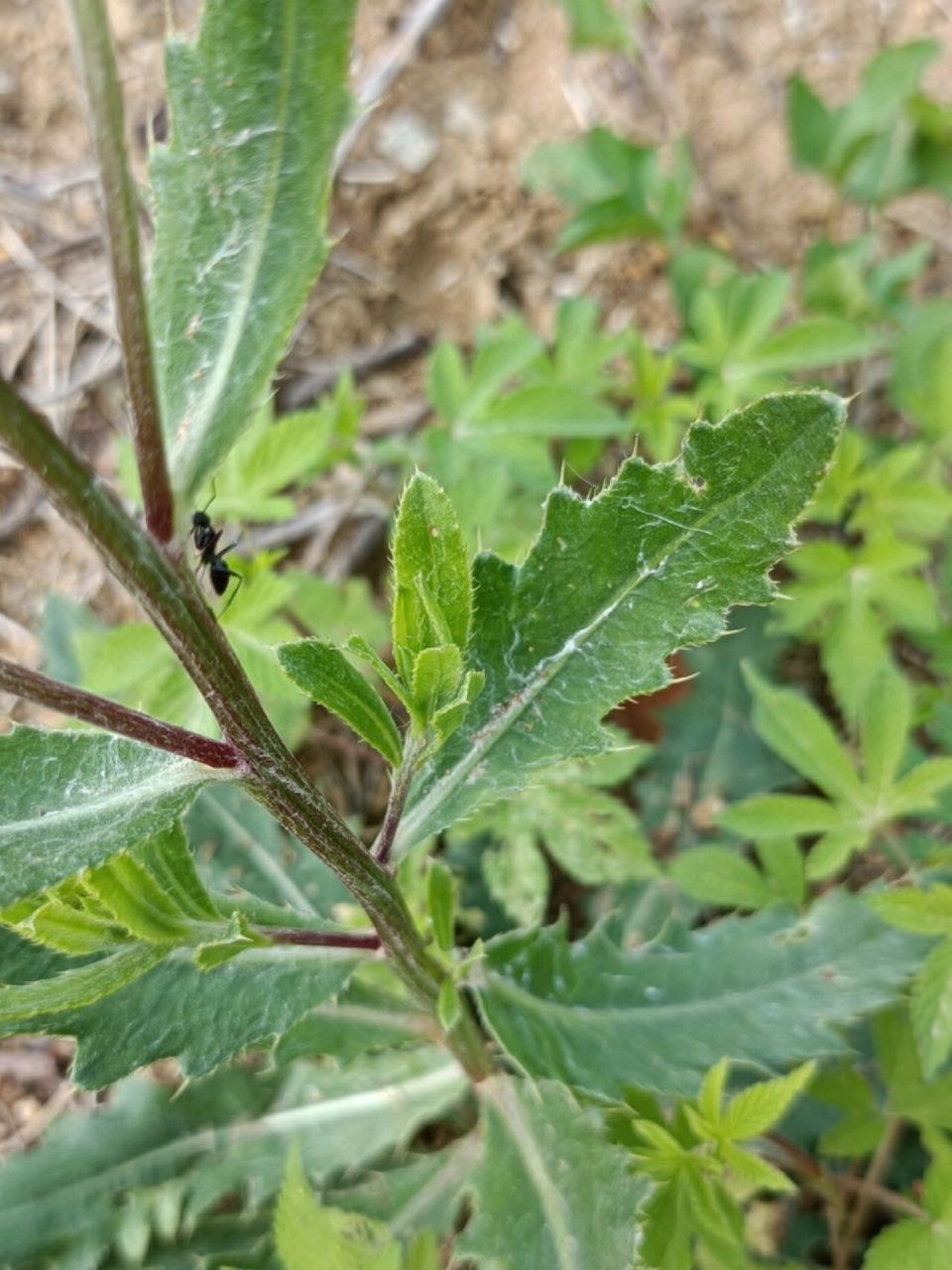 刺刺菜花图片图片