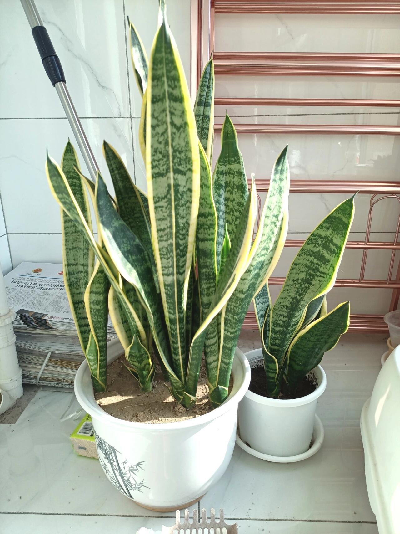 虎皮兰为什么不往高长?