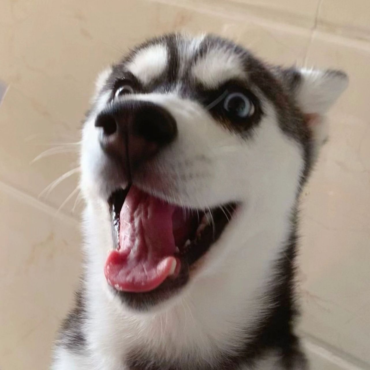 哈士奇头像哈哈哈哈哈