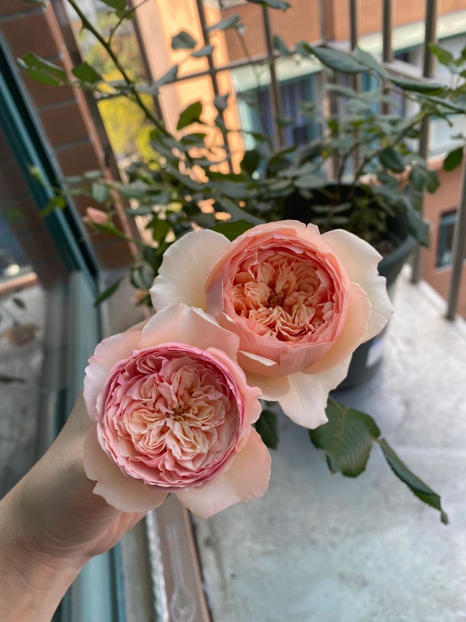 月季真宙|同一棵苗 同一段时间 不同的颜色 这几天花苞陆陆续续的打开