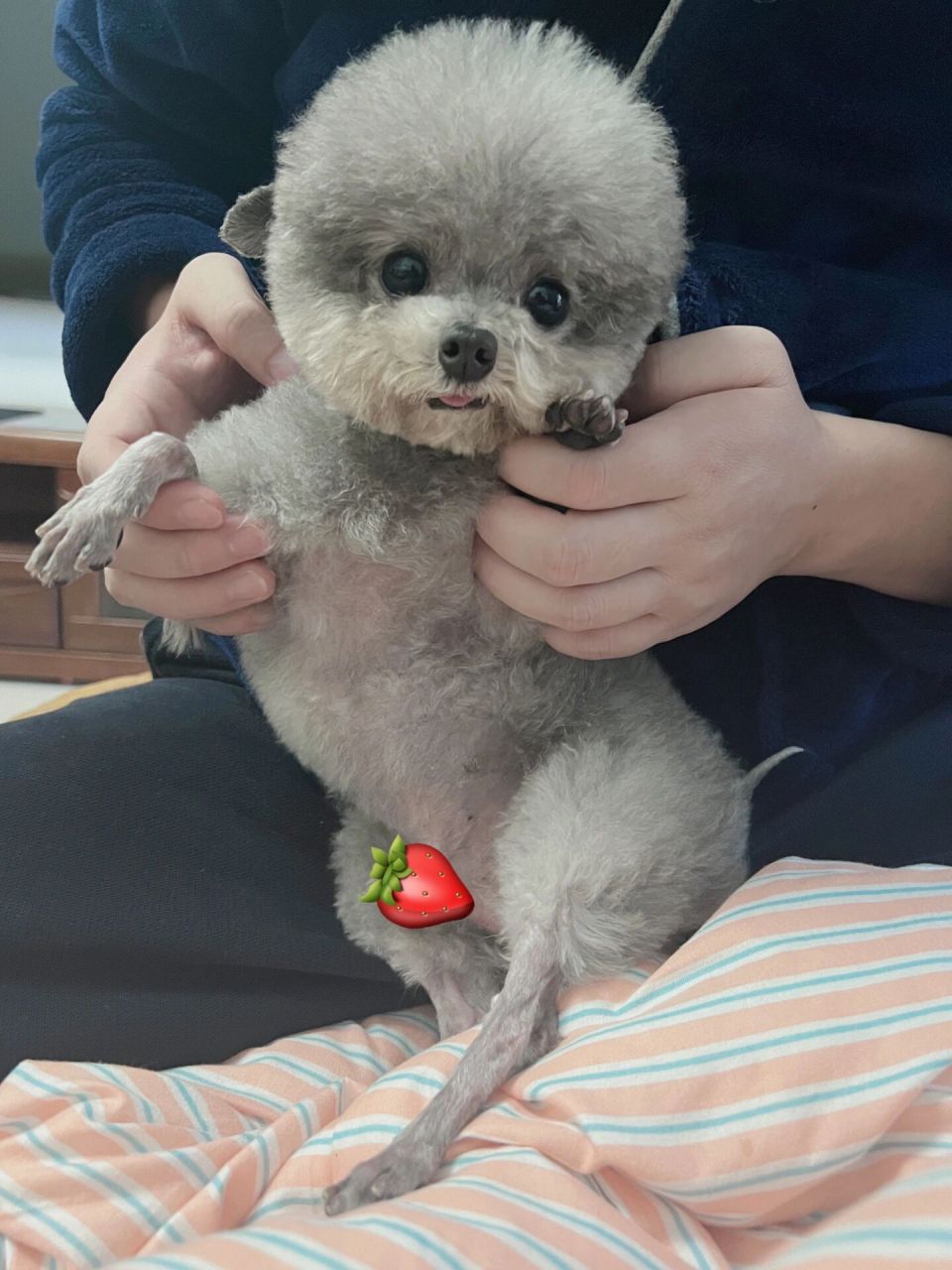 泰迪小羊装!真是太可爱啦!