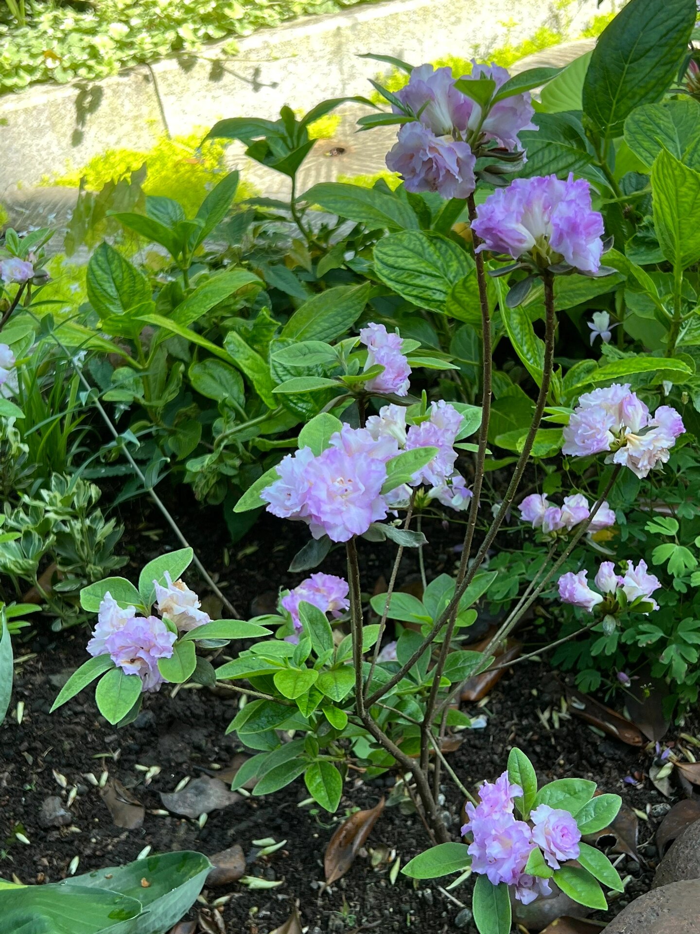 杜鹃:春诗 是我目前最喜欢的杜鹃