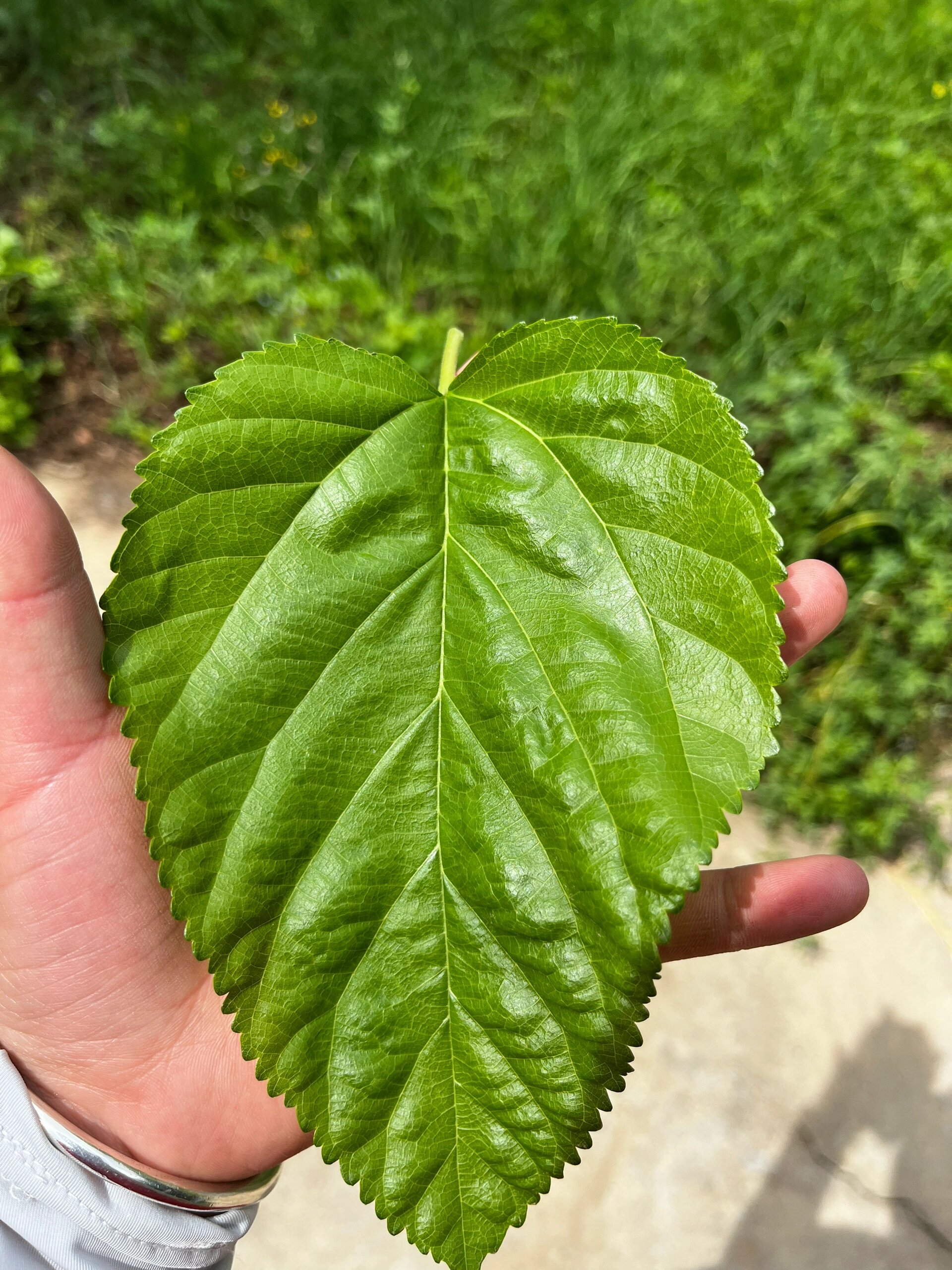 桑树