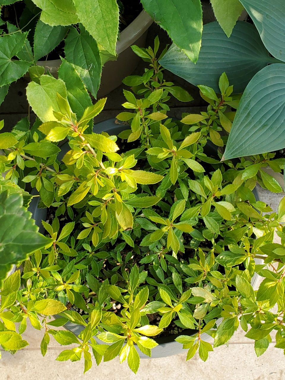 盘点目前花园里的金叶植物 图2-3 金叶接骨木 羽毛状的叶片在阳光下