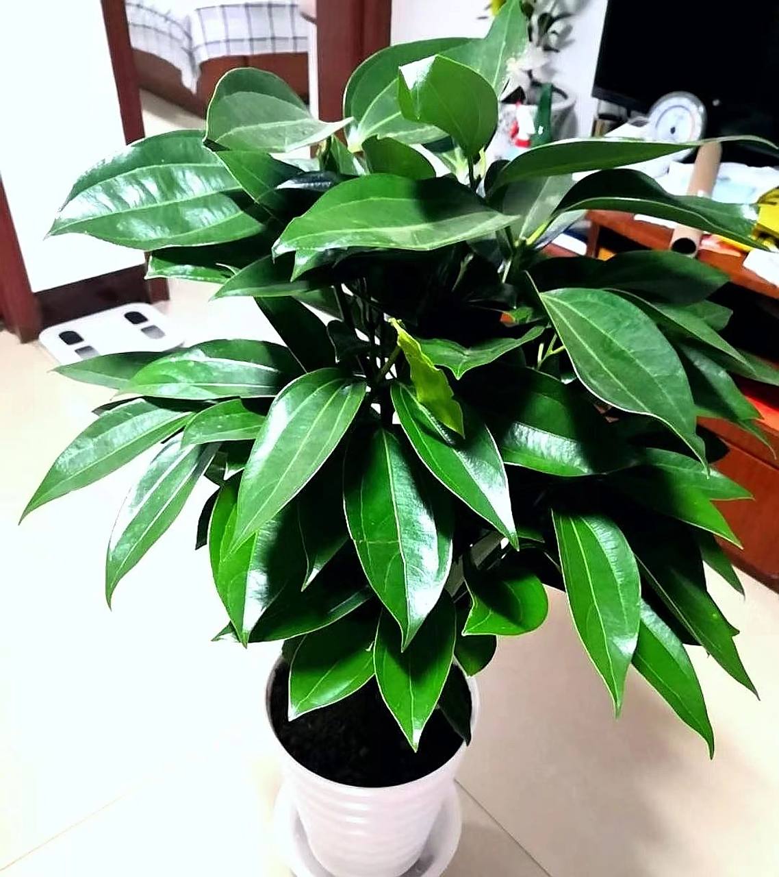 平安树怎么养 1,浇水:平安树相对较喜水,夏天温度高的时候3天浇一次水