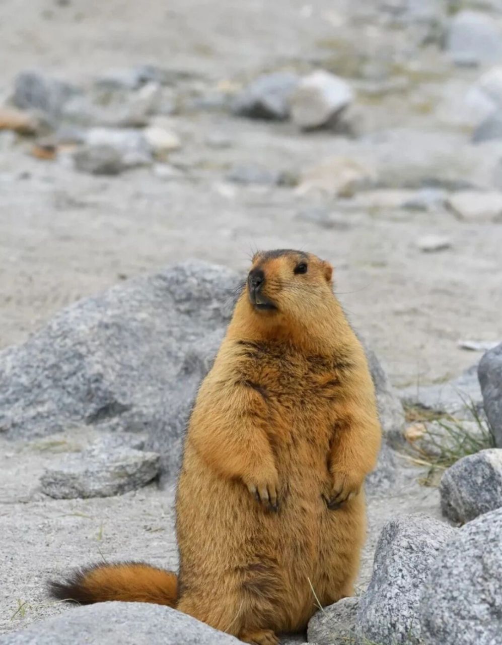 草原上的小肥肥——土拨鼠  又名旱獭,是大型啮齿动物,重量最大可达20