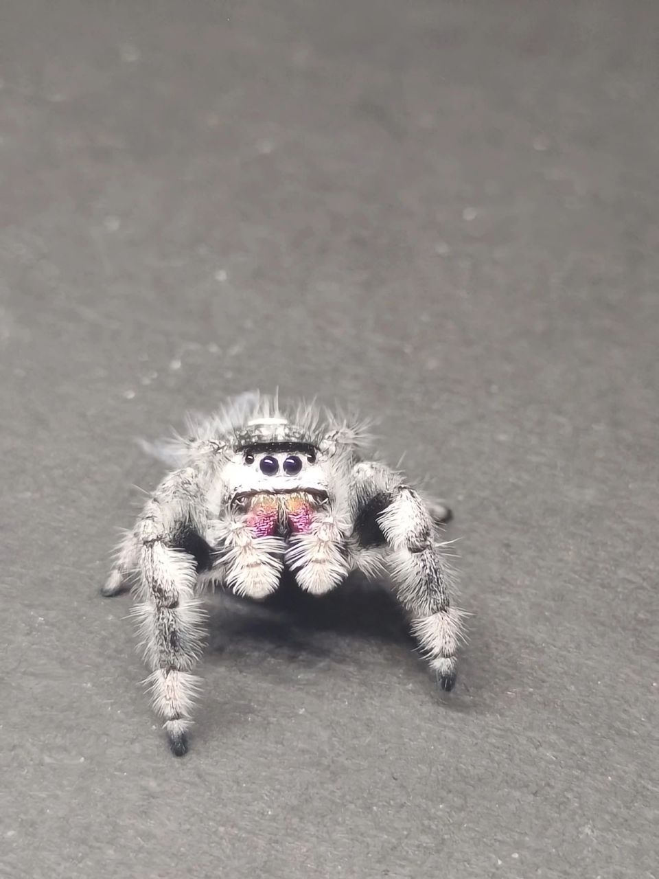 嘎嘎可爱的佛罗里达跳蛛的简介与饲养指南 佛罗里达跳蛛phidippus reg