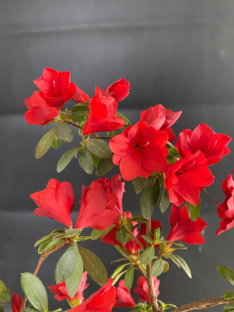 大红色的腊皮杜鹃