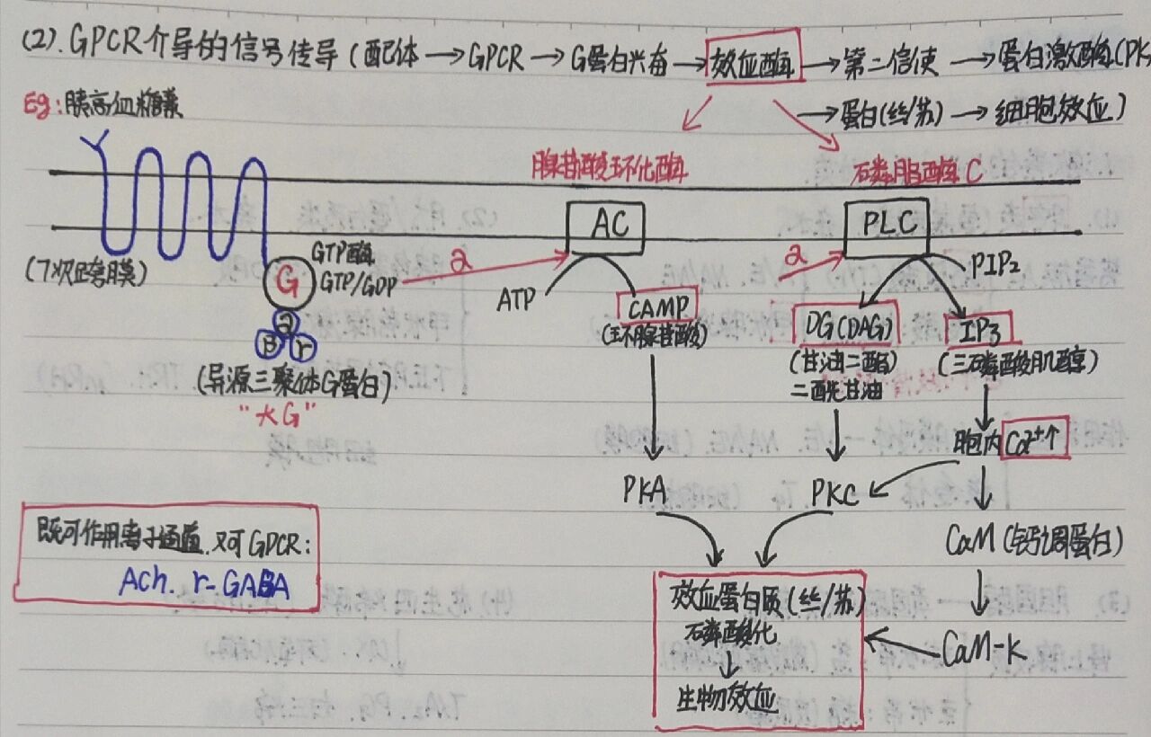 细胞信号转导通路