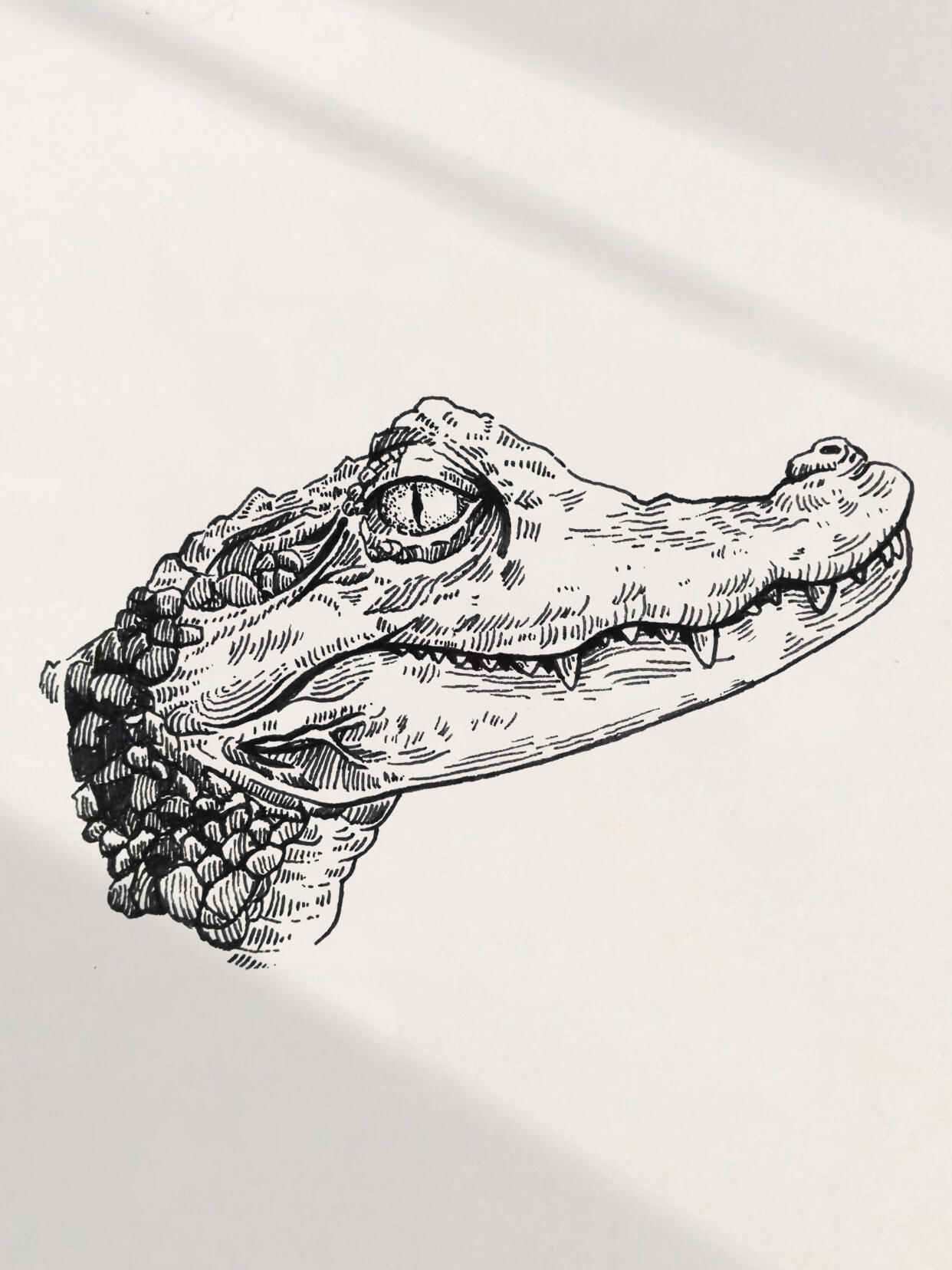 钢笔画鳄鱼🐊