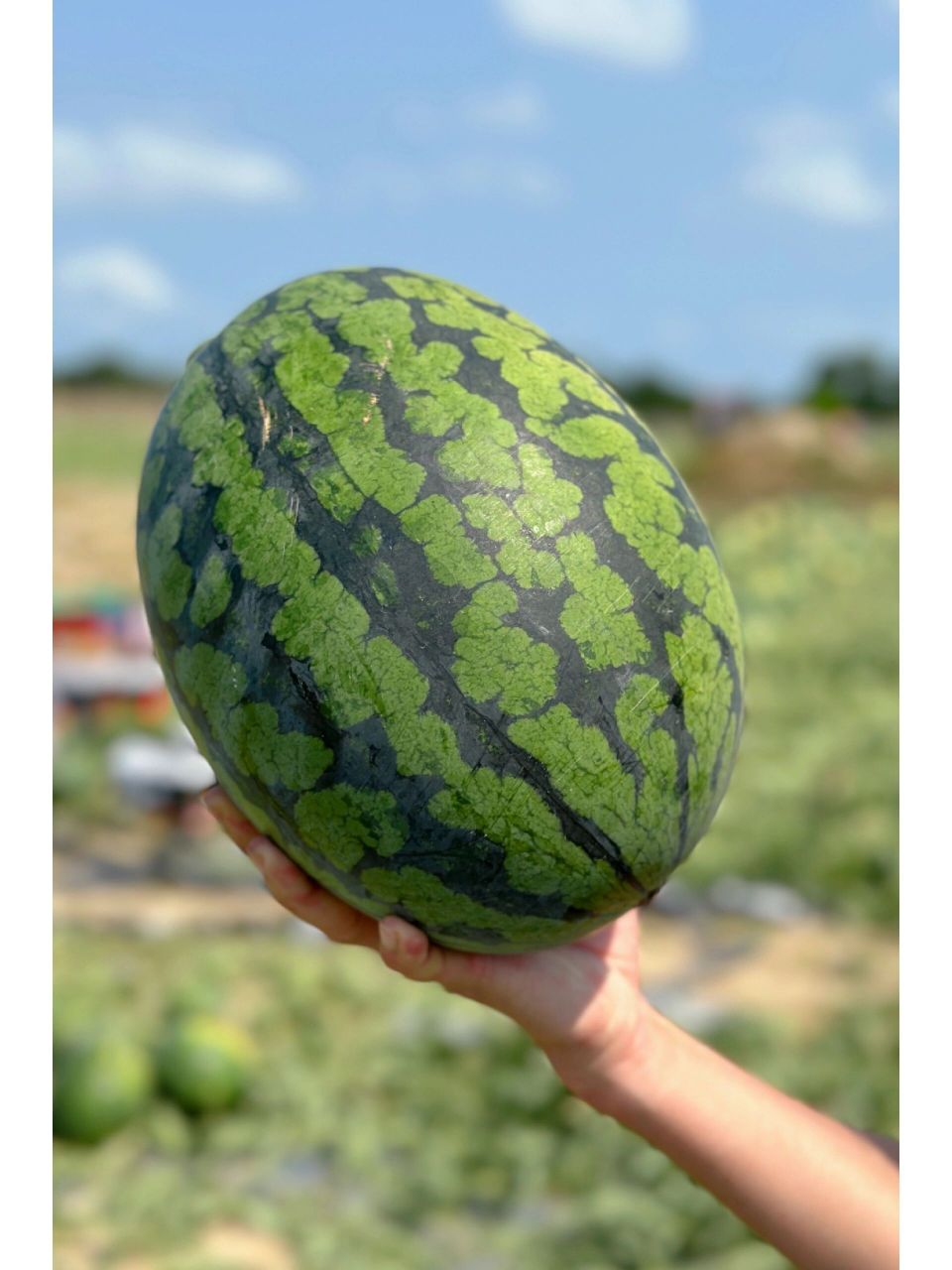 绝对是目前市面上口感最好,甜度最高的 91战神61甘美4k西瓜 皮薄
