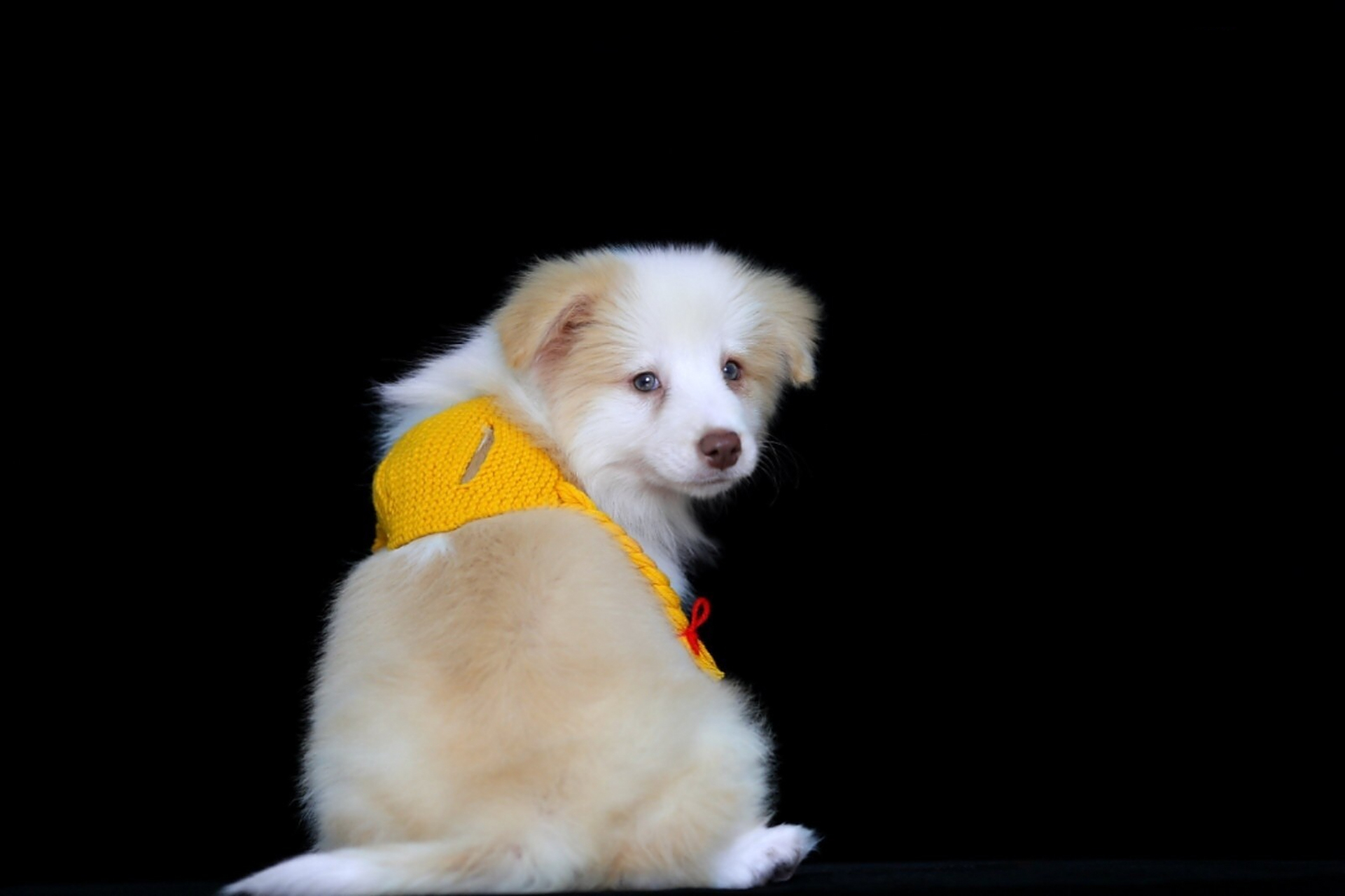 聊聊黄白色边境牧羊犬的颜色基因!