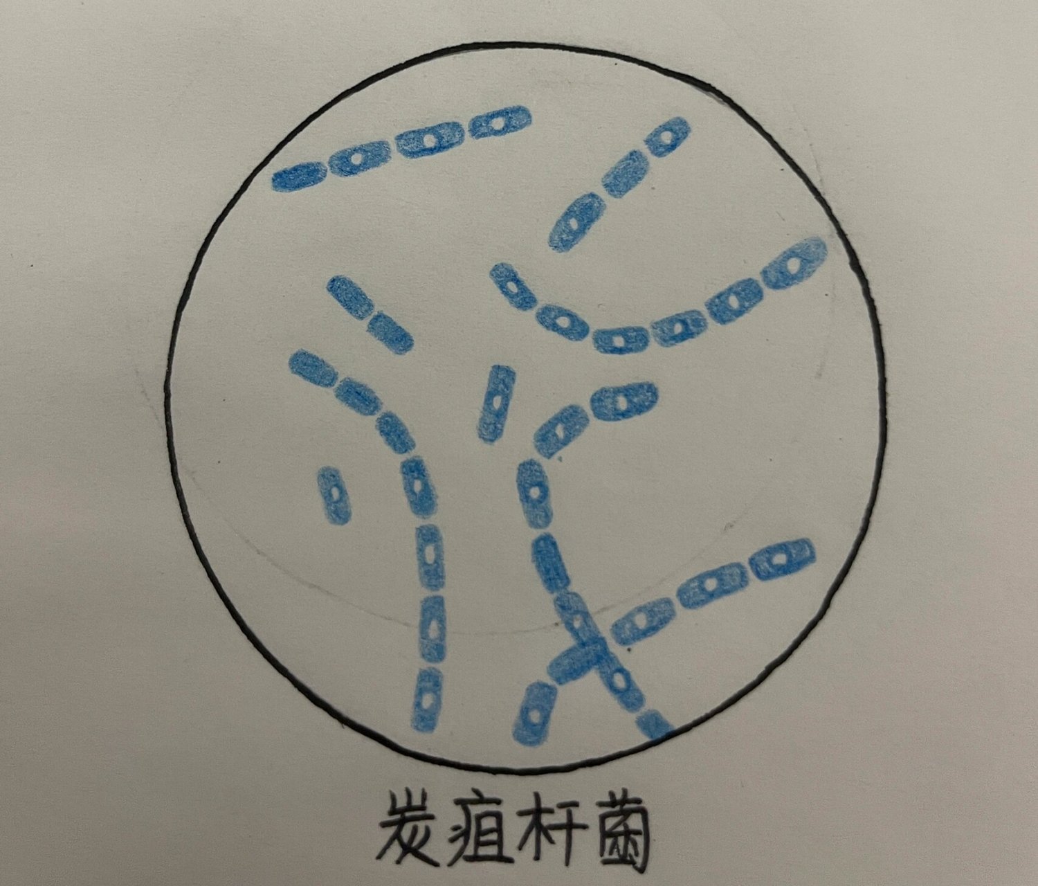 微生物红蓝铅笔绘图图片