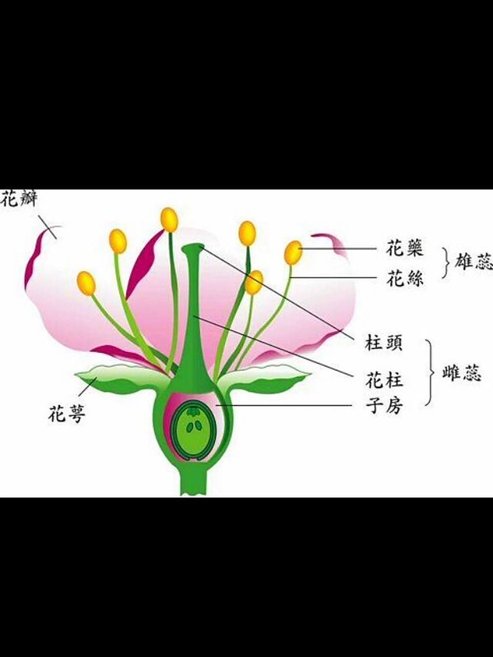 花的构造 结构 雄蕊 雌蕊