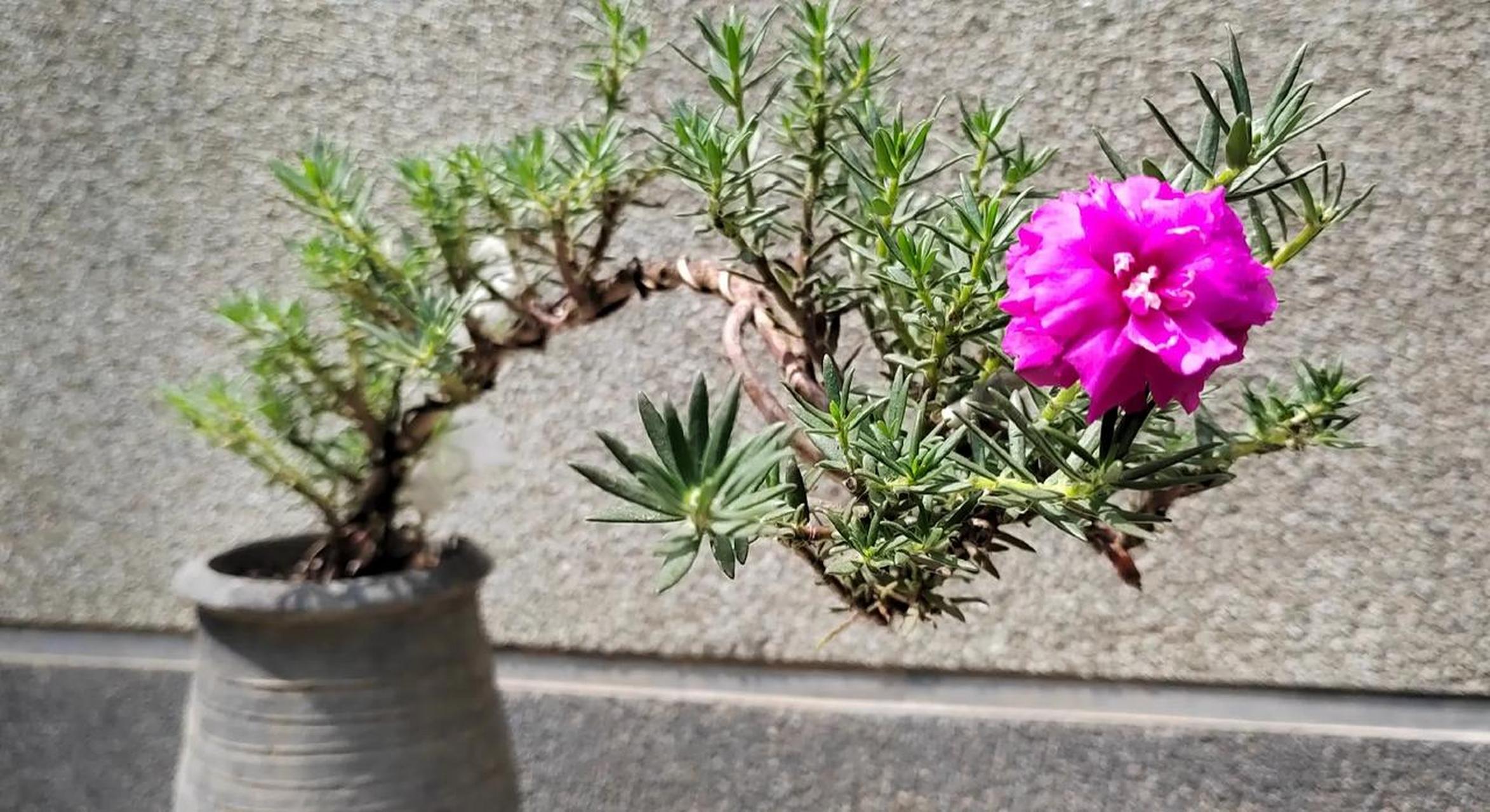 太阳花有各种各样的美 玫红王老桩 重楼 粉芙蓉 阔叶单瓣白 都那么美