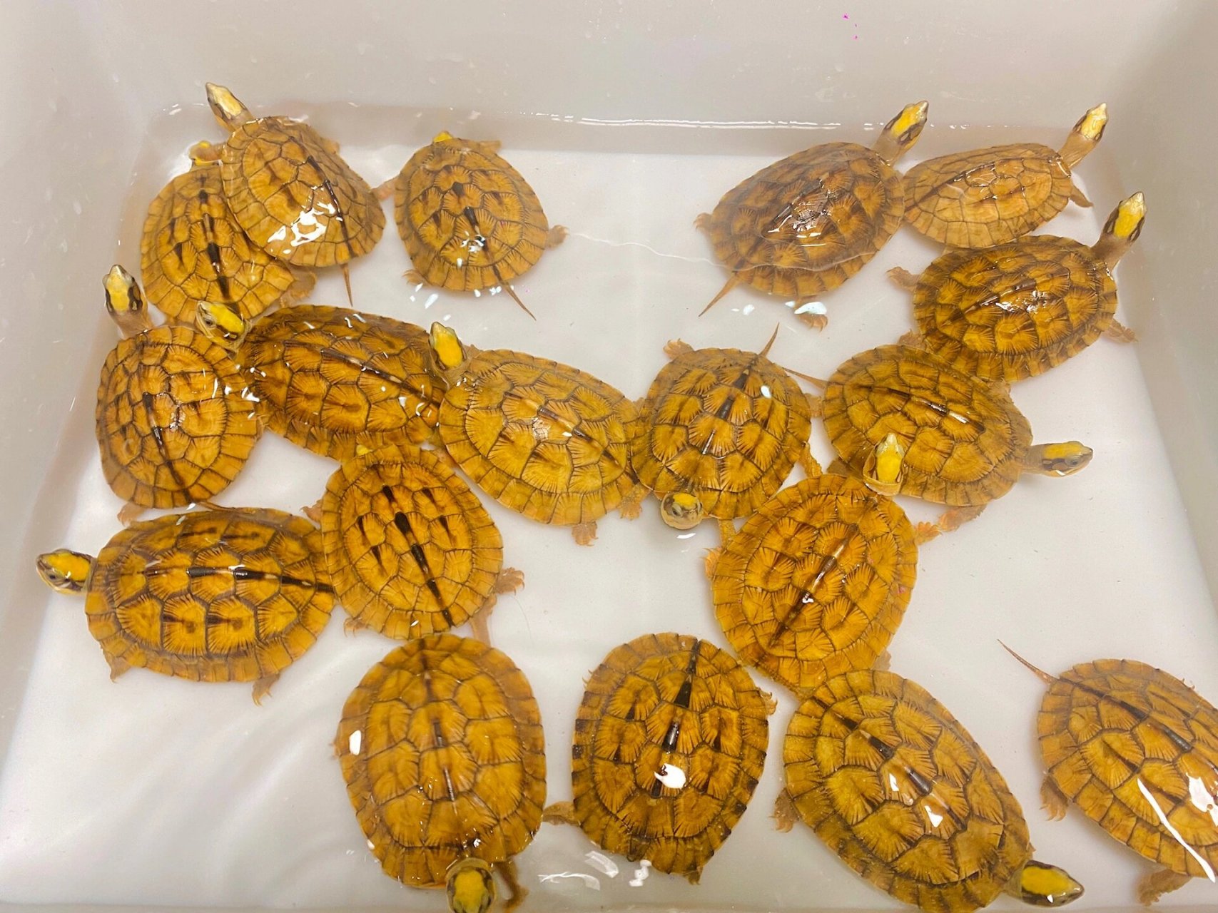 因此,将金钱龟饲养在家中,不仅