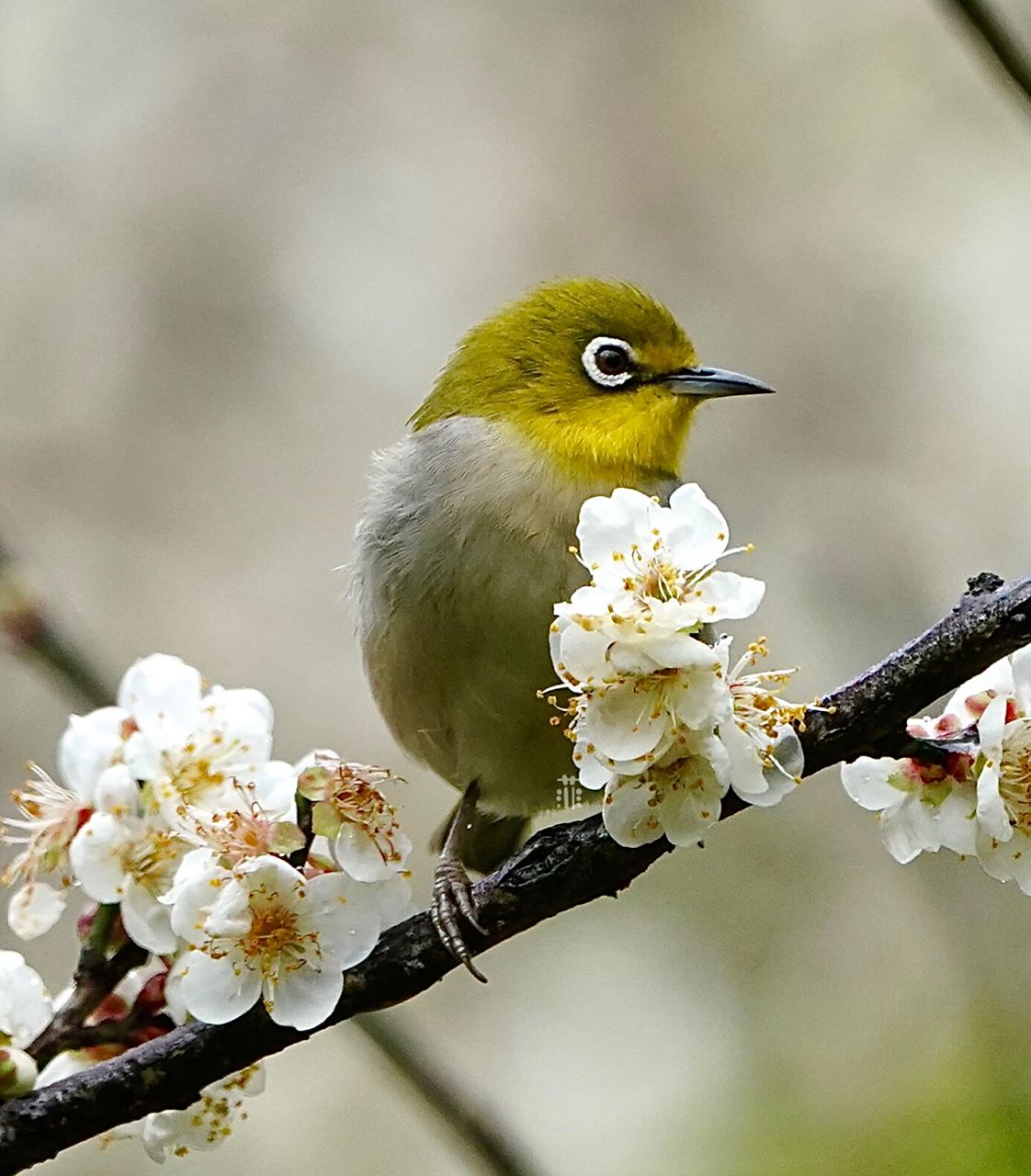 梅花树上的暗绿绣眼鸟949494      菲摄影