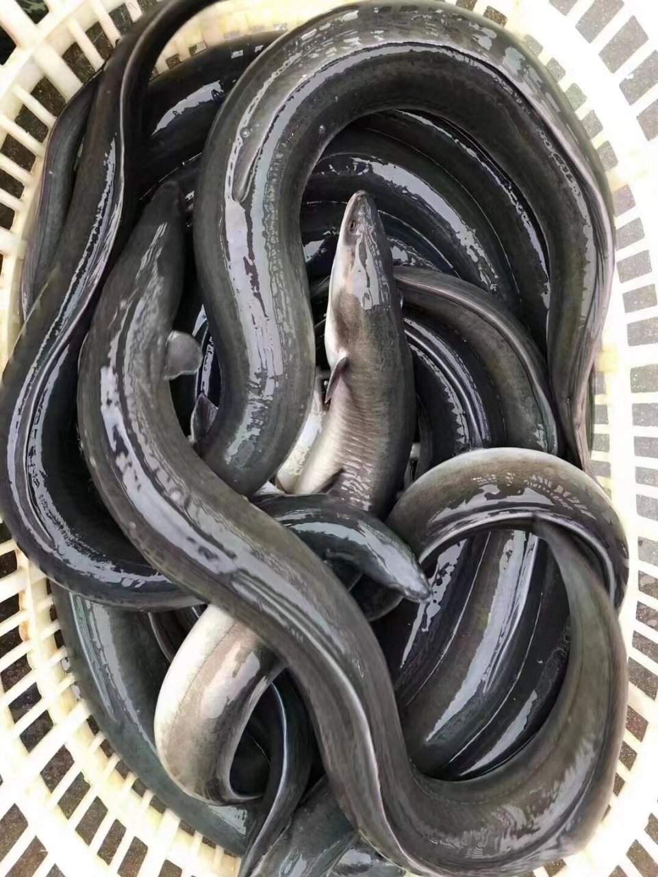 乌耳鳗 【乌耳鳗/海鳝】9361论无69大条小条都61胖是69嘟嘟