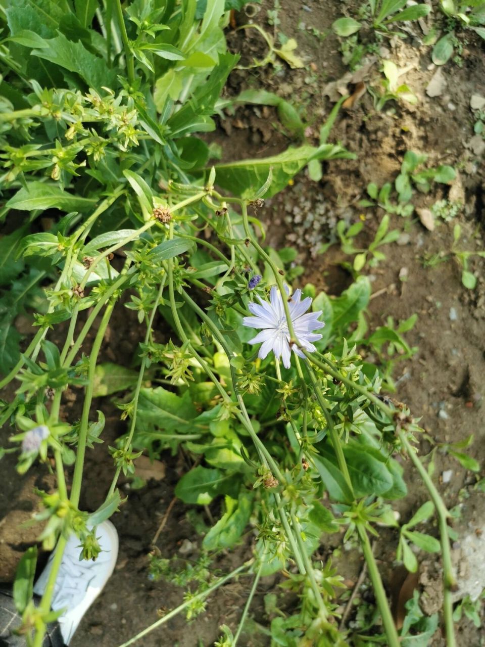 菊苣的花竟然这么漂亮 今日植物:菊苣(菊科 菊苣属) 67全株入药,味