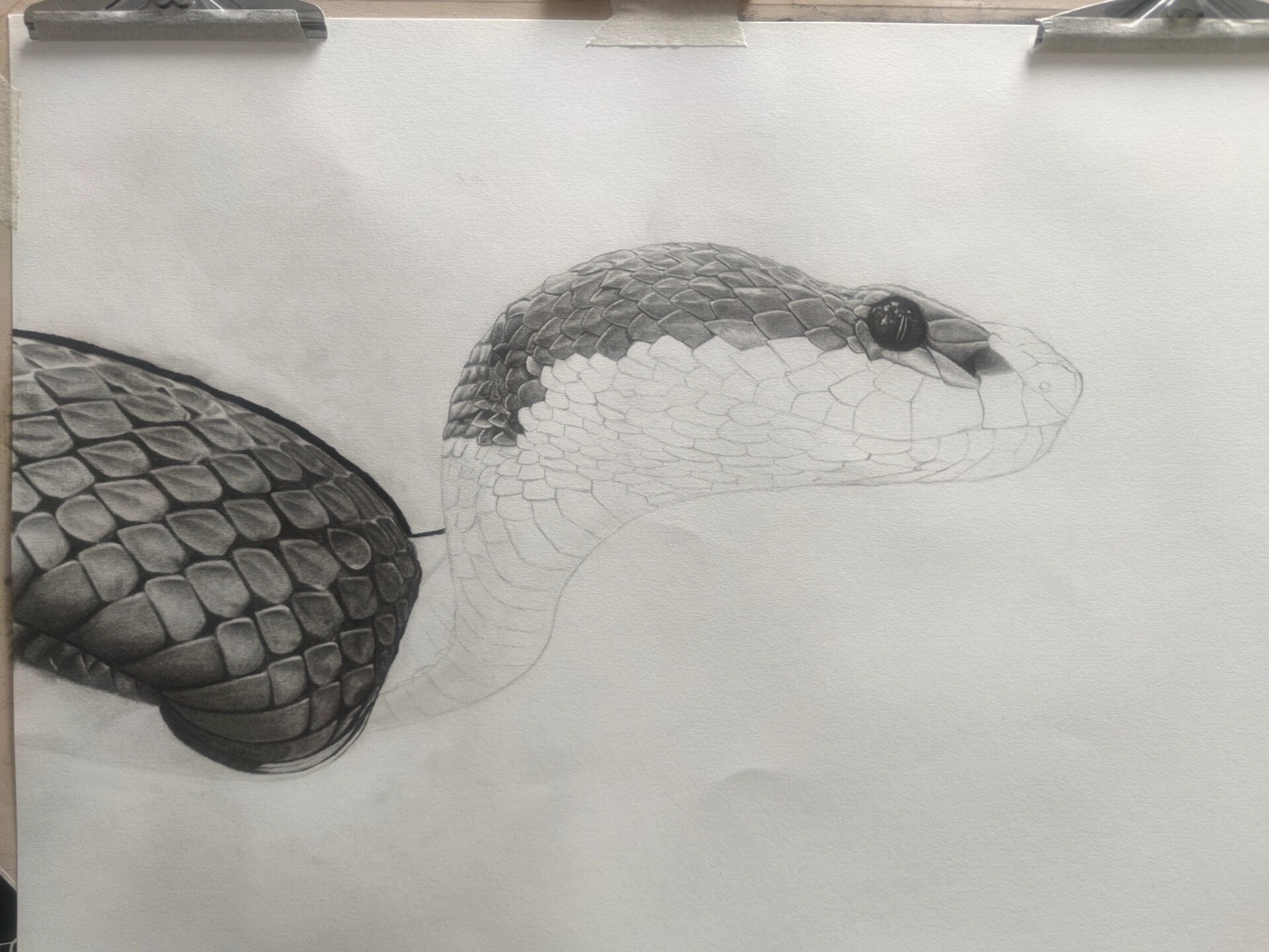 素描长期作业-蛇