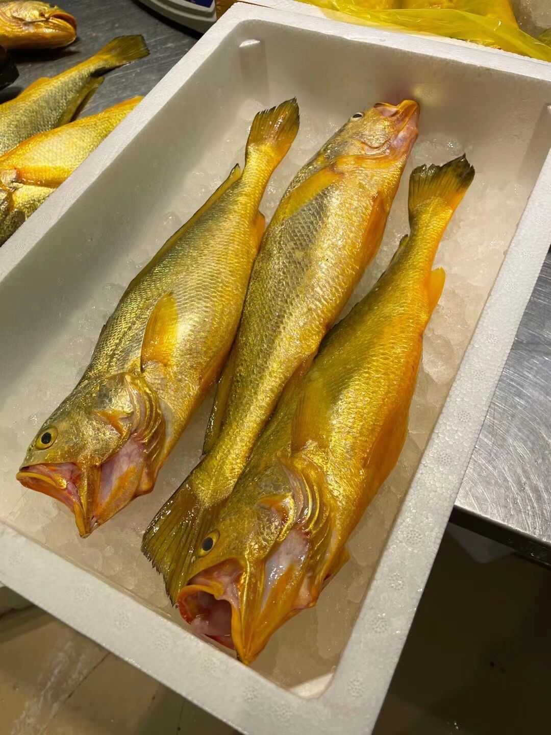 100种深海鱼-51/100(大黄鱼) 学名:大黄鱼 英文名:large yellow