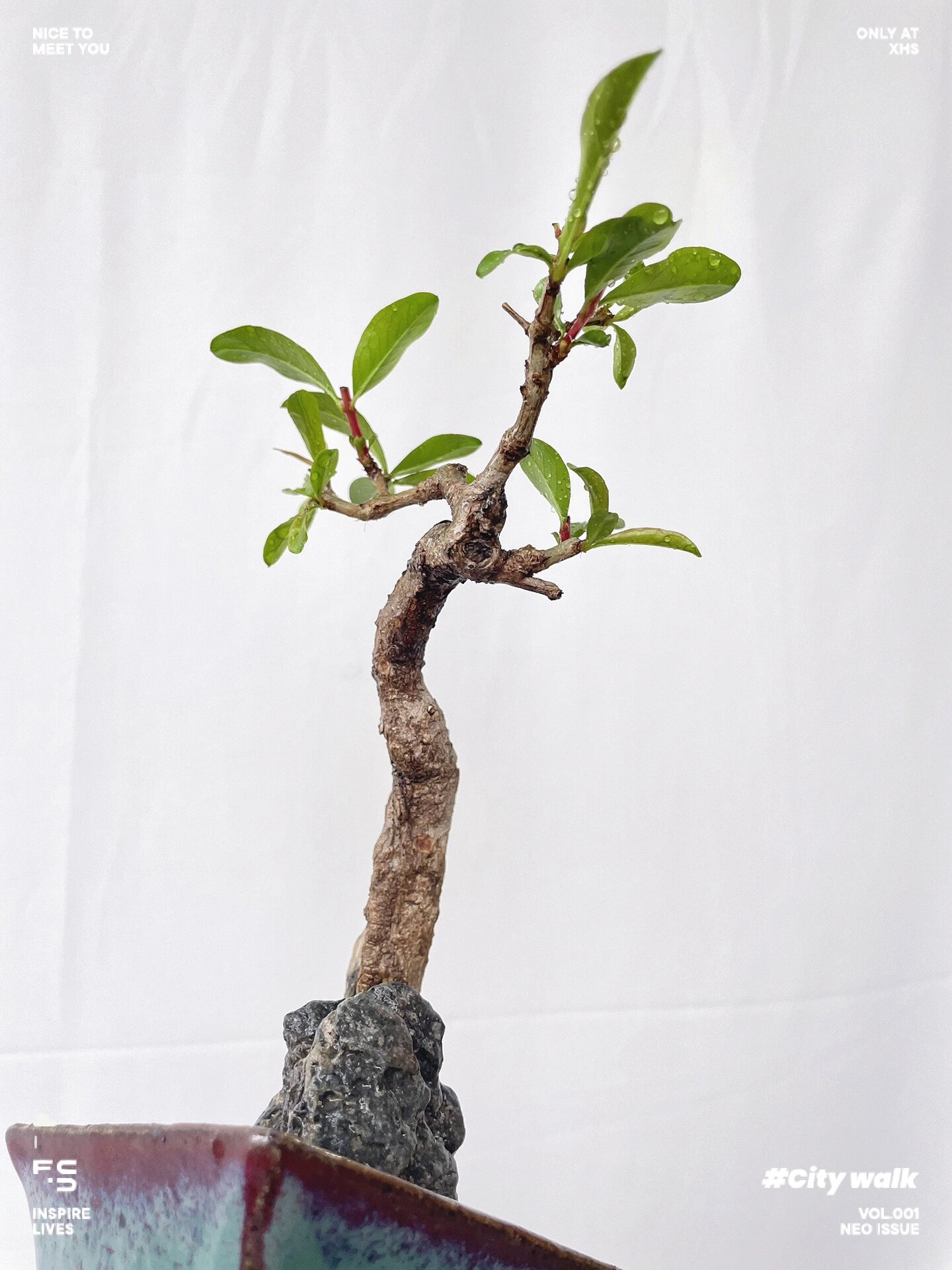 直杆文人带舍利大红袍石榴盆景