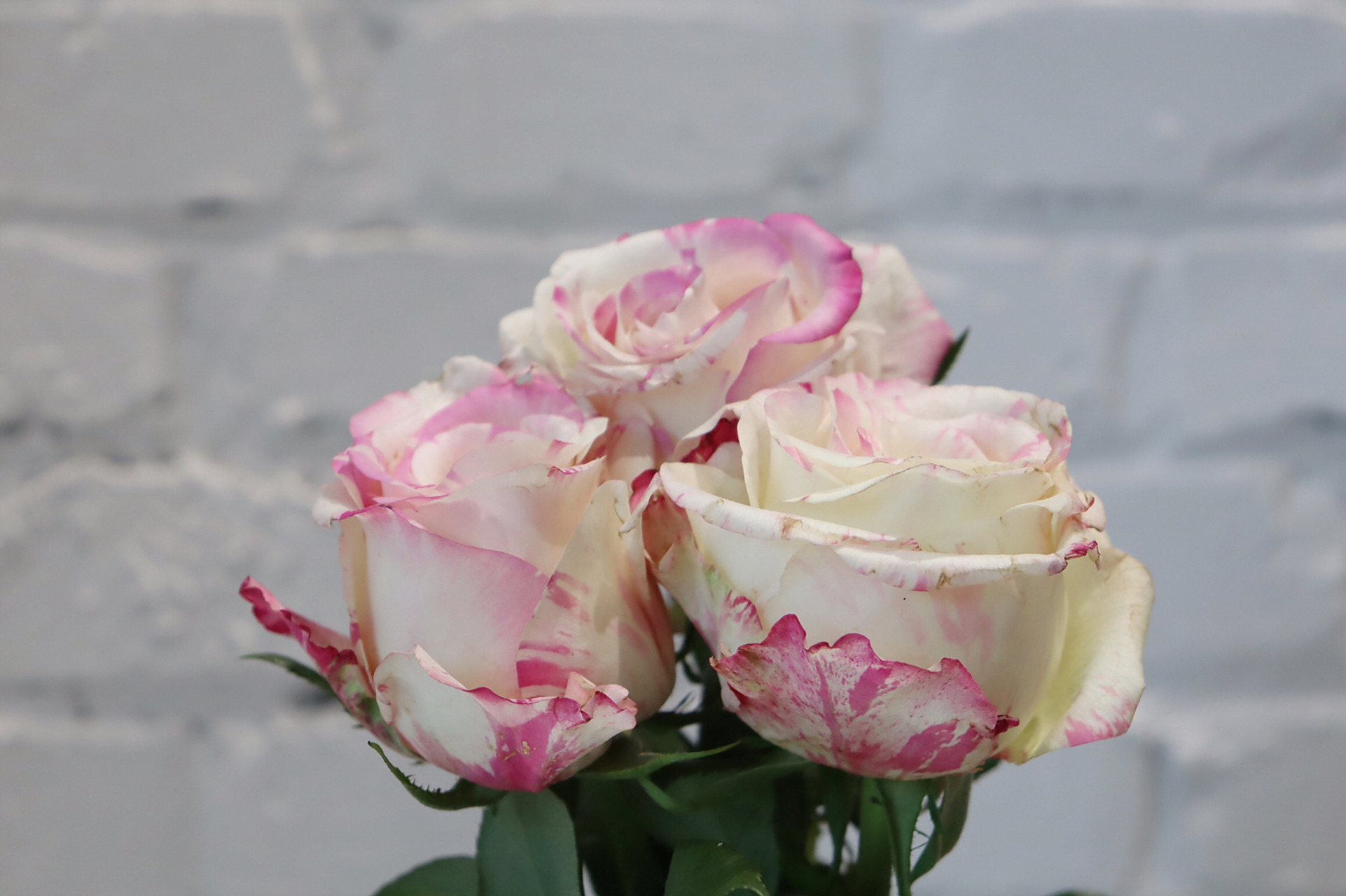 每日识花——霓裳玫瑰 霓裳玫瑰:稀有双色品种,盛开之时拥有传说中