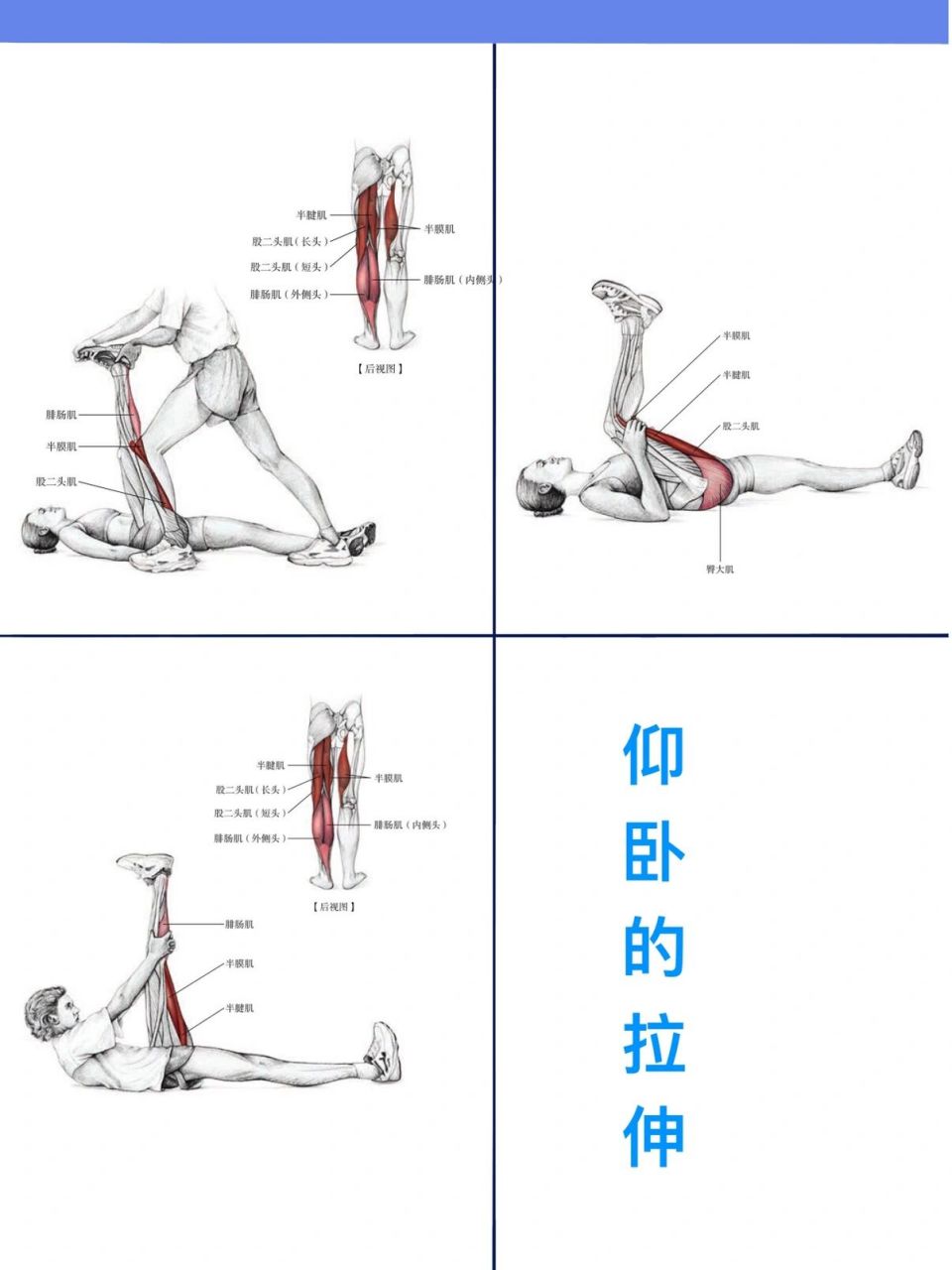 大腿后侧肌肉图图片